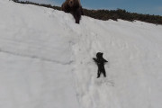 ママのところを目指し断崖絶壁の雪の斜面を登る子熊←ドローン撮影の邪魔が入り怒りのコメント殺到！