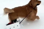 猫さん行くよ！雪上を走る犬ぞり、運ぶのは箱に入れた猫