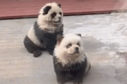 韓国人「中国のパンダ犬を見てみよう」「本当に中国は変わっている…」