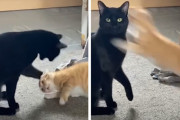 イジメっこが反撃される瞬間か？！若い猫に上下関係の厳しさを教えていた黒猫さん、よそ見している隙に不覚をとる