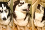 飼主さんに噛み付いてしまったハスキー、超怒られて反省している様子が申し訳なくも可愛い。