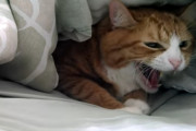 動物病院に連れて行かれてご機嫌ななめ過ぎる猫くん
