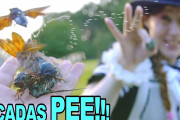 海外「鳴き声がいいね！」「これは面白い」日本の夏の象徴！「セミ」にまつわるあれこれを紹介！