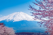 【海外の反応】「日本の桜はどうしてこんなにも美しいんだ！」世界の桜。