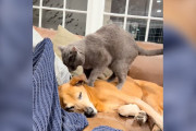 【海外】老犬を助ける！猫がフルタイムマッサージ師に大変身した理由とは？