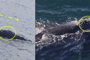 【海外】アイルランドに現れた珍しい絶滅危惧種のクジラ、ついにアメリカへ！科学者たちも驚愕の謎とは？