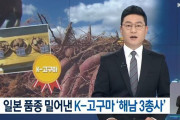 韓国人「Kサツマイモが日本品種を超える！」日本種のサツマイモを追い出したKサツマイモ３種がこちら‥　韓国の反応