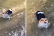 犬「助けてー、僕の足は短いんだ！」川の流れに逆らって泳ぐコーギーが可愛い(アメリカ)