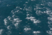 【海外】カリフォルニア沖で2,000匹以上のドルフィンが大はしゃぎ中！見てみて〜！