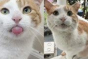 【海外】ウィンドウを叩く猫、ストリートから温かな寝床へと移る日！？