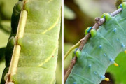 外国人、新たな萌えに目覚める「芋虫の小さい足がカワイイと気付いた」