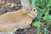 韓国人「近所の山に登ったらウサギがいた」