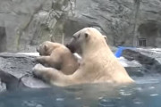 「助けて～！」遊んでいる最中に水に落ちてしまった子熊、様子を見ていた母熊が駆けつけて救出！