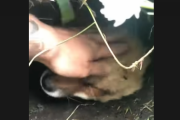 キツネが突然、自分の巣穴を紹介…？ 海外の反応