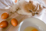 【海外】猫は卵を食べてもいいの？子猫に卵は与えても安全？気になる栄養と注意点を解説！