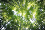Do As Infinity の名曲「深い森」が海外で人気！「犬夜叉！！」「伴都美子は最高」海外の反応