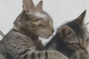 子ネッコ😼「おっママが寝とるやん。わいも横で寝よっと」ママネッコ😸「はぐはぐ💕」クッソかわええ。