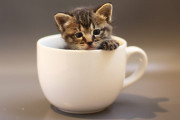 日本の「ネコが浮かび上がるねこマグカップ」がかわいい…【タイ人の反応】