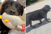 【海外】「愛を待ち続ける保護犬：ぬいぐるみと過ごす切ない日々」