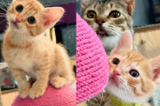 【海外】猫と子猫のための快適なスペースを提供した女性の物語: 新しい生活の始まり！