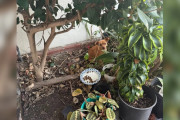 【海外】「 bushes に隠れていた犬を救出！彼女の驚きの正体とは？」