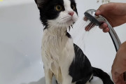 一瞬フリーズも…保護猫プーシックくん、飼主さんに洗われてちょっとご機嫌斜め！