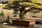 海外「キノコ雲みたいに見えるな」　広島の原爆を生き延びた樹齢400年の盆栽が海外掲示板で話題に