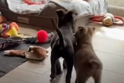 【海外】「感動の再会！失われた妹と幸せに再会する盲目の子犬」