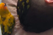 「自宅のインコが最高のヘアメイクだったとき…」自慢の羽で装飾