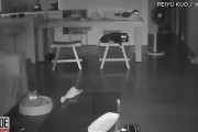 地震が発生する直前、室内で眠っていた猫たちが一斉に起きる様子をホームカメラが撮影