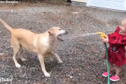 2歳の女の子が放水すると水をガブガブっと食べにくるラブラドール。楽しそうな笑い声にほっこり