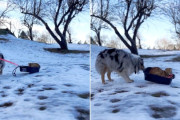 【海外】雪好きな犬、トイレの猫を見てそりにしちゃう！
