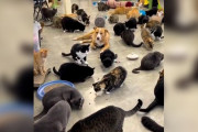 【海外】「350匹の猫と過ごす！犬が保護猫のサンクチュアリで遊びたがる理由とは」