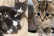【海外】信頼を示す！？猫が女性を導いた小さな子猫たちの隠れ家とは！