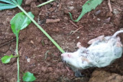 家で大麻栽培したら野生のネズミが来てバカ食い→ 恍惚状態でぶっ倒れたんだがｗｗｗｗｗ
