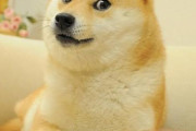 海外の反応：「さようなら」仮想通貨ドージコインのモデルなどで世界一有名な柴犬の「かぼす」が亡くなる