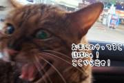 猫を助けようとしたら、結果的に誘拐事件になってしまった件