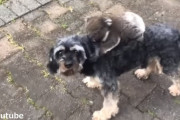間違えちゃった？コアラの赤ちゃんが犬の背中に乗っている様子が可愛いけど切ない