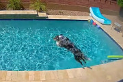 プール遊びが大好きなワンちゃん、飼い主さん不在でもやっぱりプールで遊ぶ