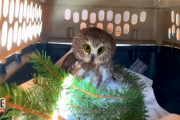 ビックリ！毎年恒例ニューヨーク ロックフェラーセンターのクリスマスツリーの中に可愛いフクロウが隠れていた！