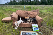 【海外】「子犬が車を止め、あ abandoned sofaで暮らす兄弟を救助者に導く物語」