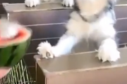 夏は特別なエサがもらえるね！スイカが食べたくておさえきれない犬たち。海外の反応