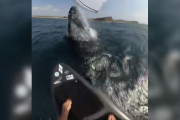 【海外】巨大生物が水中から飛び出し、ウィンドサーフィン中の男性を襲った衝撃の瞬間！
