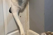 外国人「うちの犬がバグってしまったので見て欲しいｗｗｗｗ」
