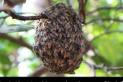 外国人「日本ミツバチはスズメバチを倒す必殺技を持ってるらしいぞ」
