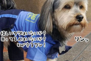 ショッピングモールを守るワン！かっこいい制服に身を包み、任務に勤しむ犬の警備員
