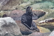 韓国人「日本が残忍な方法で絶滅に追い込んだ“独島アシカ”が、今日鬱陵島で発見される」　韓国の反応