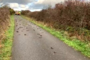 2百羽以上のムクドリが路上で謎の大量死。あれから2か月、その死因を解明か？（イギリス）