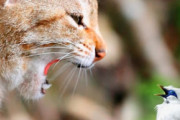 【面白】窓の外にいる猫に「いないいないばぁ」を続けるインコが海外で話題に　