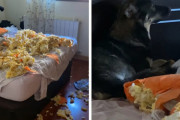 （ウソ…だろ…）無残な姿になった犬用ベッドと知らんぷりする愛犬に溜息しか出ない飼い主さん